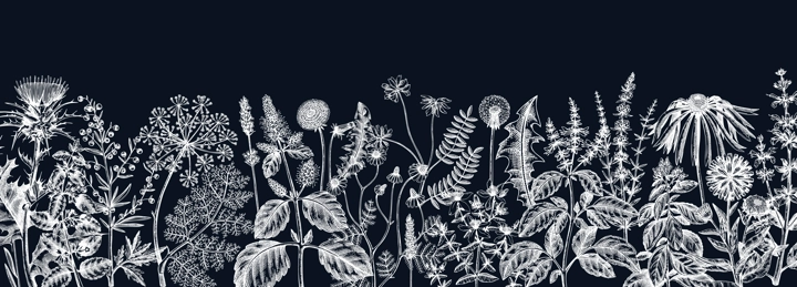 Vector herbs and meadows background on chalkboard. Aromatic plants vintage banner. Medicinal herb sketches. Botanical design for cosmetics, perfumery, herbal tea and herbal medicine. Floral backdrop